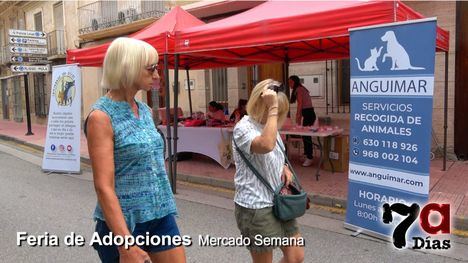 Tres gatos y un perro buscan un nuevo hogar en el mercado semanal