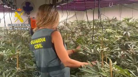 Desmantelan en Totana un invernadero con 700 plantas de marihuna