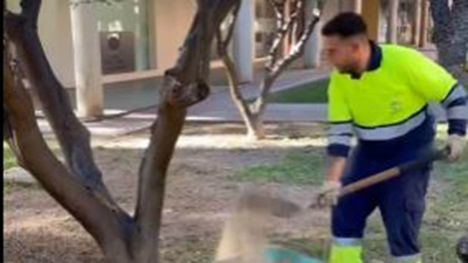 Resiembra y renovación de césped en la Plaza de las Américas