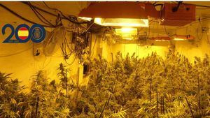 La Policía Nacional halla en Librilla una vivienda utilizada para cultivo y secado de marihuana