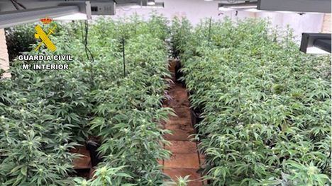 Hallan en La Costera una plantación de marihuana en una casa