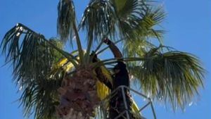 Retirada de ramas y tala de árboles con riesgo de caída tras días de viento