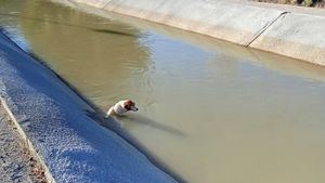 Policía Local de Librilla rescata un perro atrapado en el Trasvase