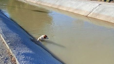 Policía Local de Librilla rescata un perro atrapado en el Trasvase