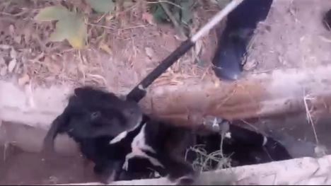 La Policía de Librilla libera a un perro que estaba atrapado en un canal de riego