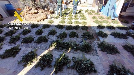 Desmantelan un grupo delictivo que cultivaba en Mazarrón gran cantidad de marihuana