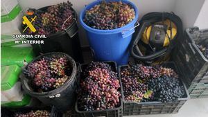 Cuatro detenidos por robo de uva de mesa en Totana y Lorca
