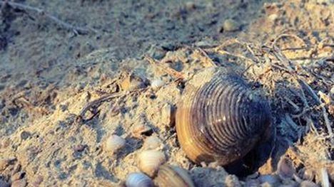 Especies invasoras están colonizando la cuenca del río Segura
