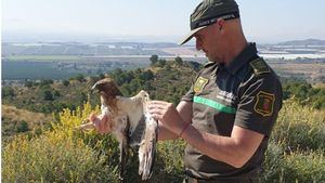 Liberada en S. Espuña tras su recuperación un águila hallada herida