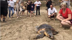 Liberan a una tortuga hallada enredada en plástico en Mazarrón