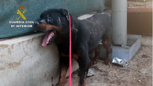 La Guardia Civil rescata ‘in extremis’ a un perro en Santomera