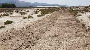 Denuncian destrucción de flora protegida en los Saladares en Alhama