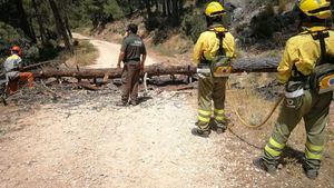 Despejan los caminos de Sierra Espuña de pinos caídos