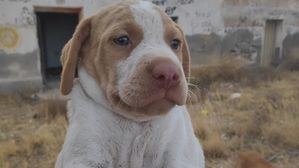 La Policía Local rescata a una perra abandonada y a sus tres cachorros