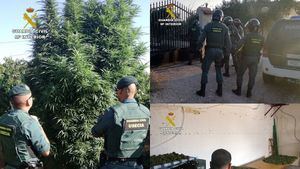 VÍD./FOT. Desmantelan una ‘huertica’ de marihuana en Totana