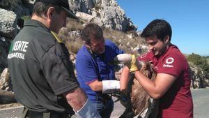 Liberan en Sierra Espuña un buitre leonado tras su recuperación