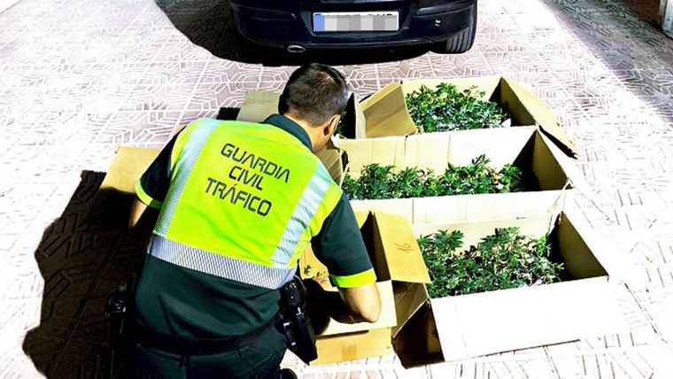 Drogado y con medio millar de plantones de marihuana en Totana