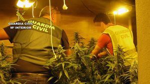 V/F Dos detenidos a cargo de una plantación de marihuana en Librilla