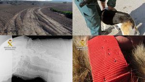 FOTOS Investigan a dos cazadores por disparar a 3 perros en Mazarrón