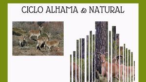 La cabra montés, protagonista del ciclo 'Alhama & Natural'