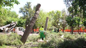 Las lluvias obligan a talar dos pinos en el jardín de San Cristóbal
