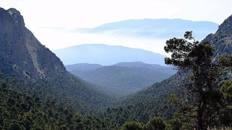 Restricciones en Sierra Espuña por nidificación del águila real