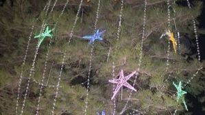La araucaria del Jardín de los Patos, símbolo de la Navidad, se jubila