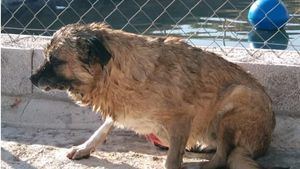 La Policía Local salva a un perro caído a una balsa de riego