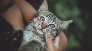 ¿Sabes qué beneficios tiene esterilizar a tu gato?