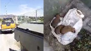 VÍDEO Abandonan cinco cachorros en un contenedor en Totana