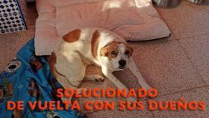 Buscan a los dueños de esta perrita perdida en Cabezo Bastida