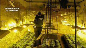 V/F Desmantelan en Totana un invernadero 'indoor' de marihuana