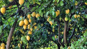 Ayudas para la huerta ecológica de Alhama, Librilla y Totana