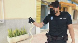 Hallan a una culebra bastarda en una ferretería de Alhama