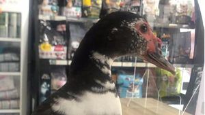 Buscan a los dueños de un pato encontrado en la calle Fuente Blanca