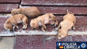 Denuncian el abandono de cuatro cachorros en Librilla