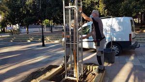 V/F Replantan un árbol ginkgo biloba en la plaza de la Constitución