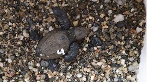 Rescatan cuatro crías de tortuga boba en un nido en Calnegre