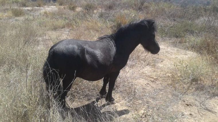 La Policía de Librilla busca al propietario de un poni extraviado