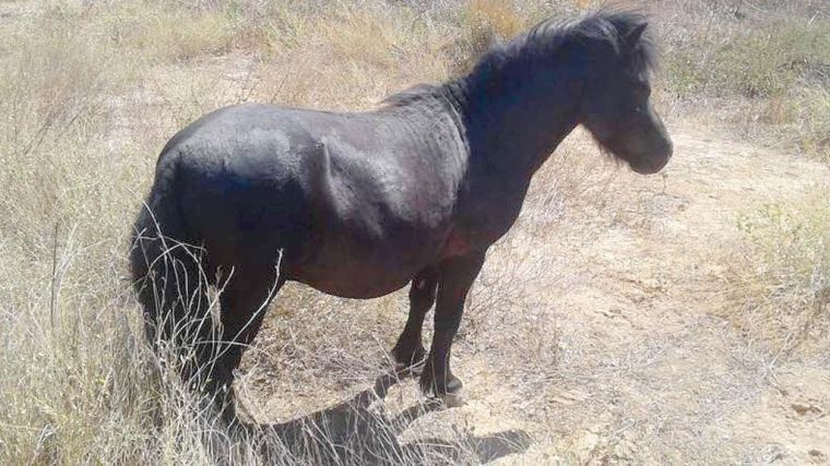 El poni de Librilla extraviado ya está de vuelta con su dueño