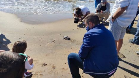 Liberan 11 tortugas boba nacidas en 2019 en Calblanque