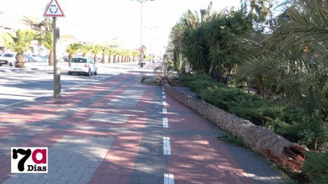 VÍDEO Una palmera del parque del Palmeral cae por el viento