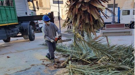 El viento 'tumba' en Librilla la palmera frente al Ayuntamiento