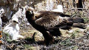 Salen adelante 3 pollos de águila real en Sierra Espuña