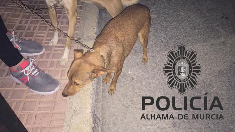 La Policía Local rescata a dos perros de 'su verdugo'