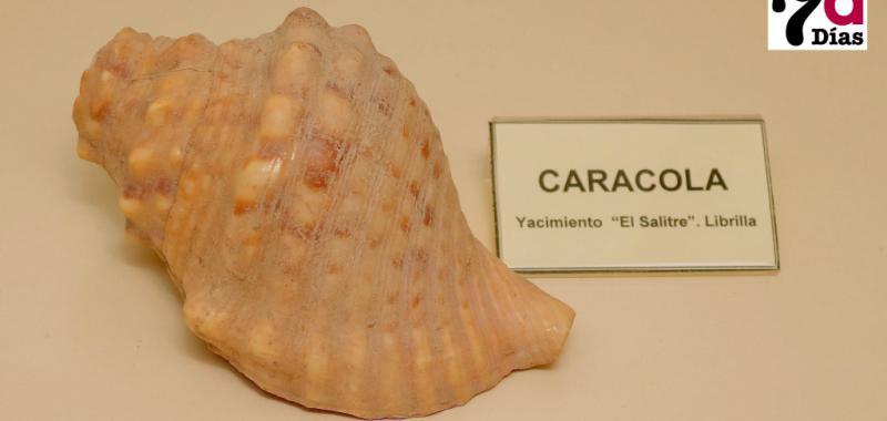 Caracola